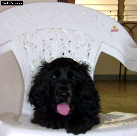 Foto del perro Shadow