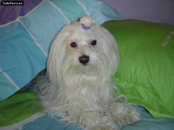 Foto del perro Coky
