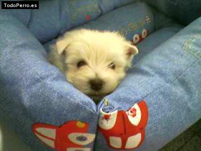 Foto del perro Happy