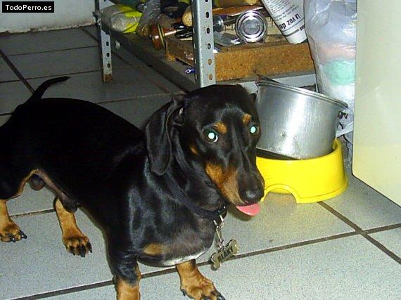 Foto del perro Blaki