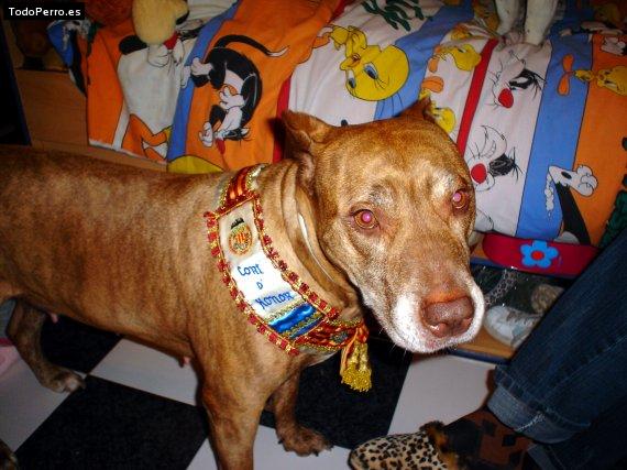 Foto del perro Sharon