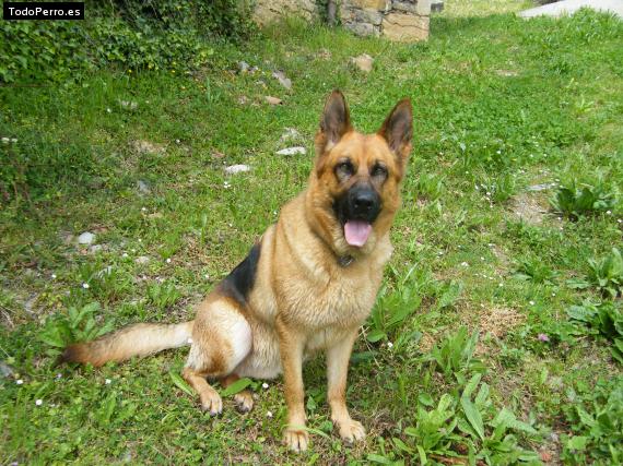 La foto del perro Lua Foto del perro Lua