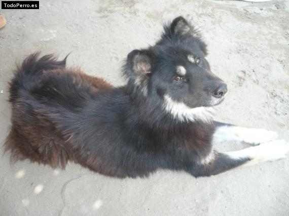 La foto del perro Guigui Foto del perro Guigui