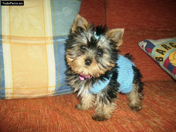 La foto del perro Lulu Foto del perro Lulu