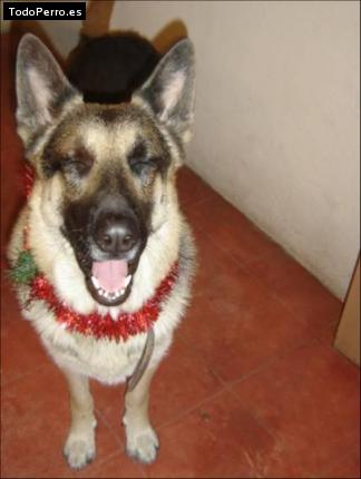 La foto del perro Lancelot Foto del perro Lancelot