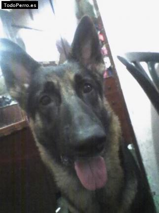 La foto del perro Princesa Foto del perro Princesa