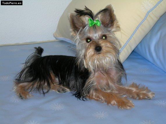 La foto del perro Wanda Foto del perro Wanda