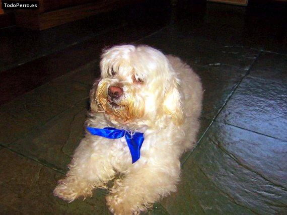 Foto del perro Biggir