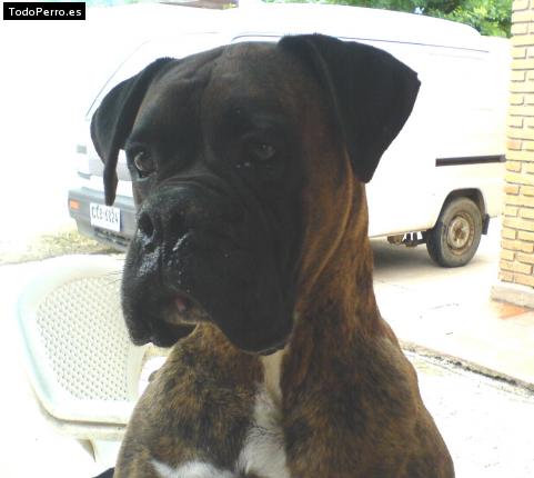 Foto del perro Camilo