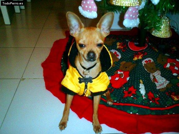 La foto del perro Goliat Foto del perro Goliat