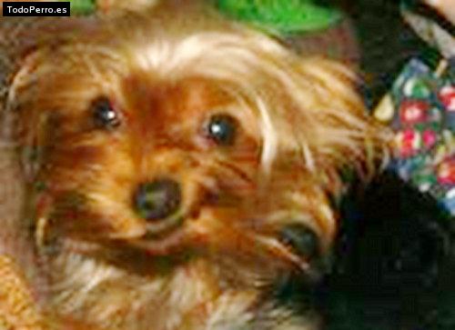 La foto del perro Rellina Foto del perro Rellina