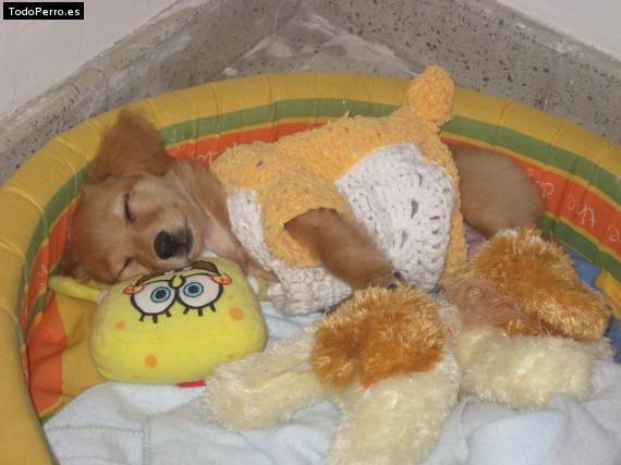 Foto del perro Happy