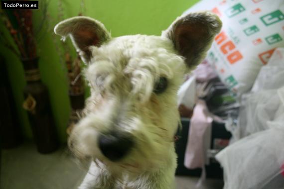 Foto del perro Walker