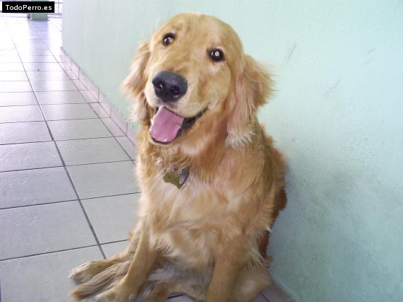 Foto del perro Wenses