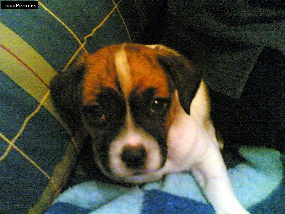 La foto del perro Gordo Foto del perro Gordo