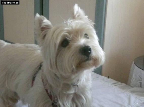 Foto del perro Eguzki