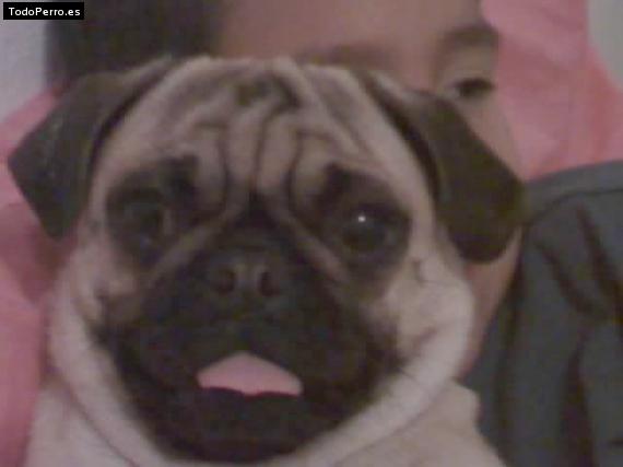 Foto del perro Luna