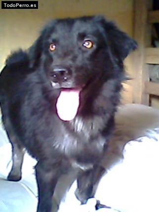Foto del perro Rocky
