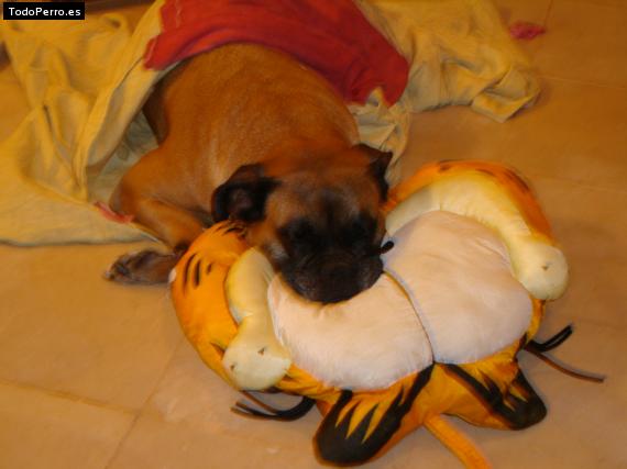 Foto del perro Muñeca