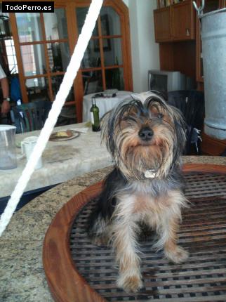 La foto del perro Pitu Foto del perro Pitu