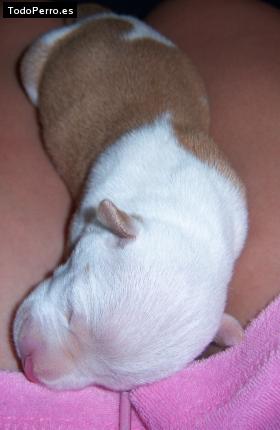 Foto del perro Hollister