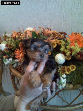 La foto del perro Puky Foto del perro Puky