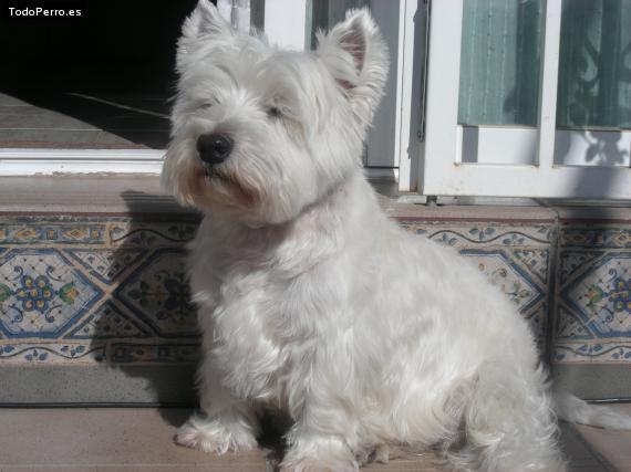 Foto del perro Westy