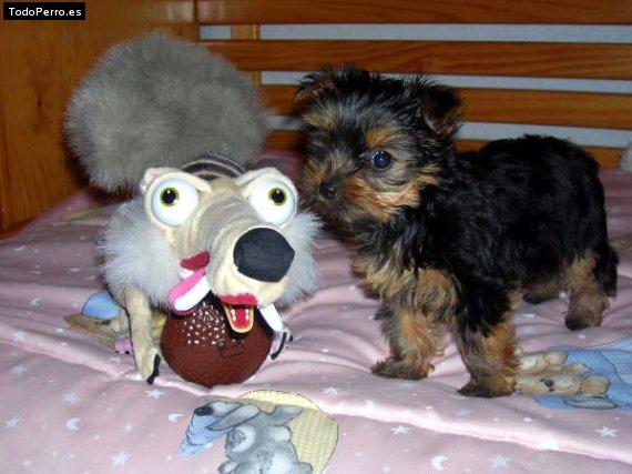 Foto del perro Sissy