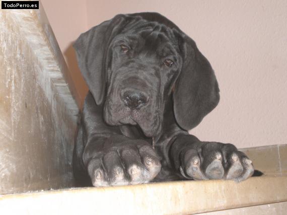 Foto del perro Thor