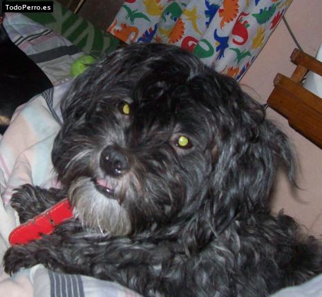 Foto del perro Wichy