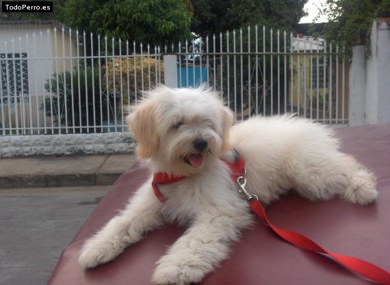 Foto del perro Caramelo