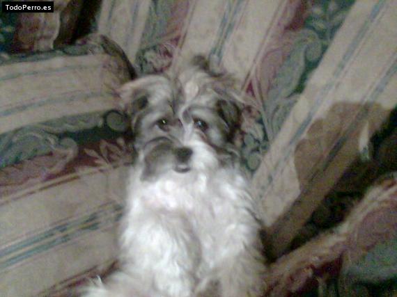 Foto del perro Horacio