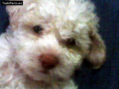 La foto del perro Georky Foto del perro Georky