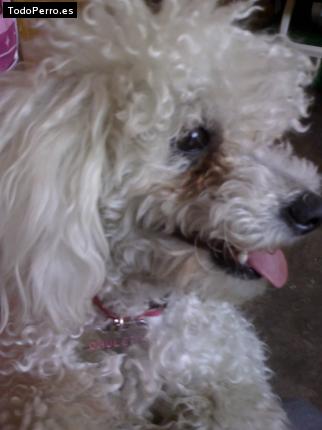 Foto del perro Chuleta