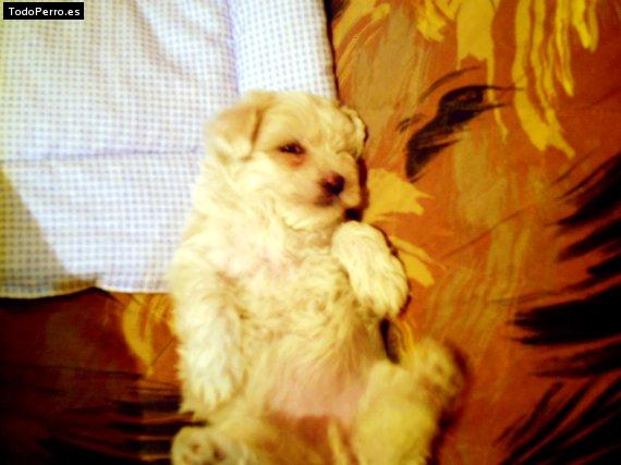La foto del perro Reyna Foto del perro Reyna