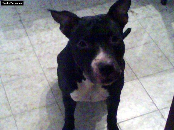 La foto del perro Jaky Foto del perro Jaky