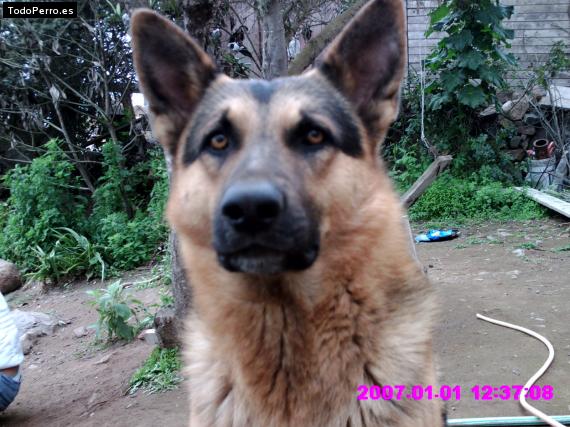 La foto del perro Lainux Foto del perro Lainux