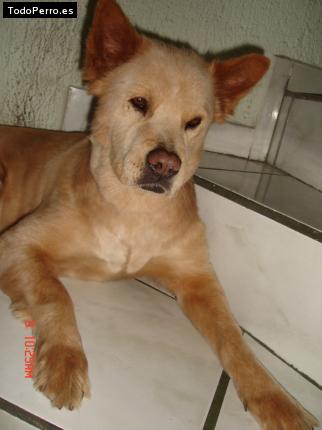 Foto del perro Reyna