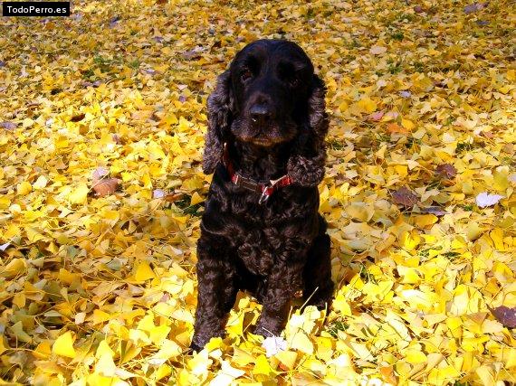 Foto del perro Blacky