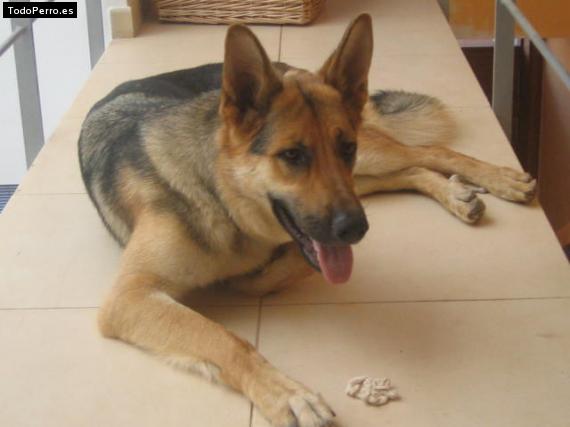 La foto del perro Koro Foto del perro Koro