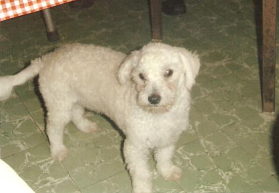 Foto del perro Chispita