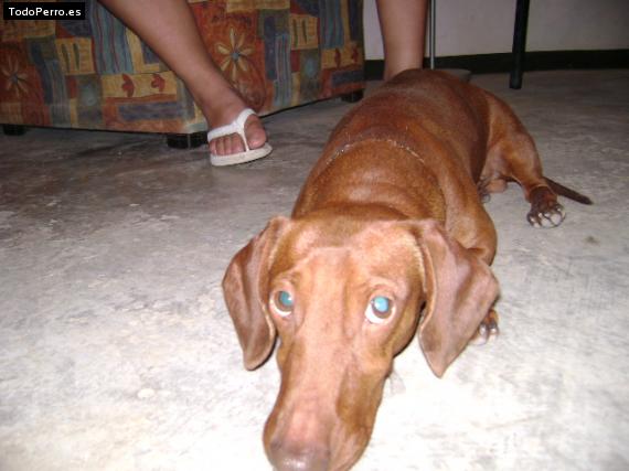 Foto del perro Junior