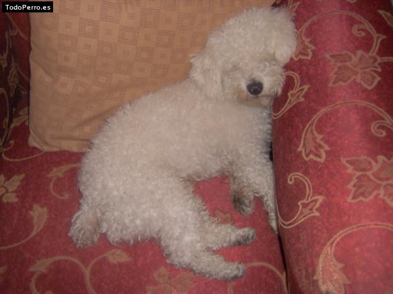 Foto del perro Joy