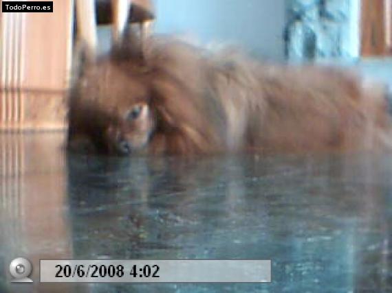 Foto del perro Cuka