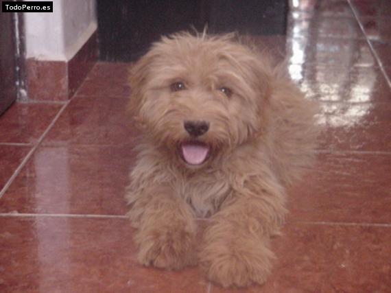 Foto del perro Rocky
