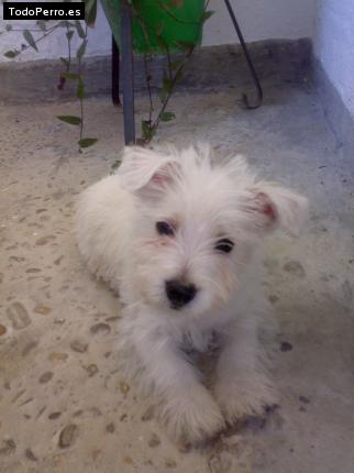 Foto del perro Coco