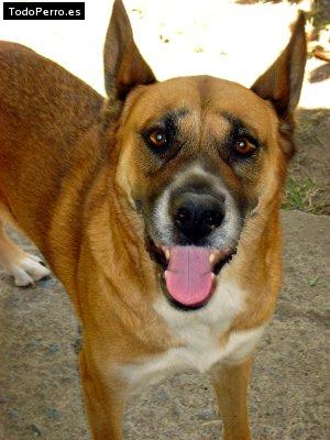 Foto del perro Winny