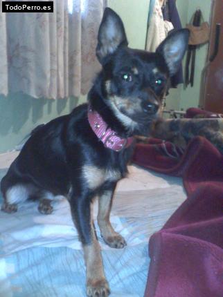 Foto del perro Hanna