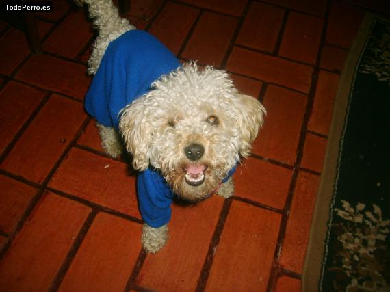 Foto del perro Niño