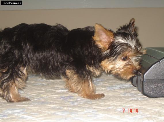 La foto del perro Emily Foto del perro Emily